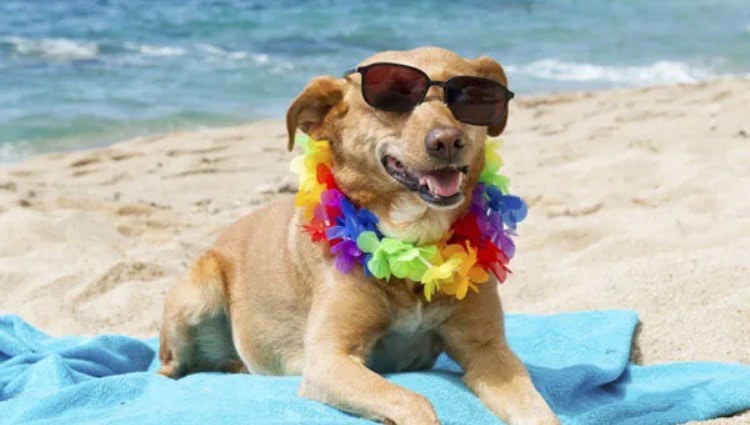 ÁUDIO CARAMELO: Você leva seu pet para a praia?