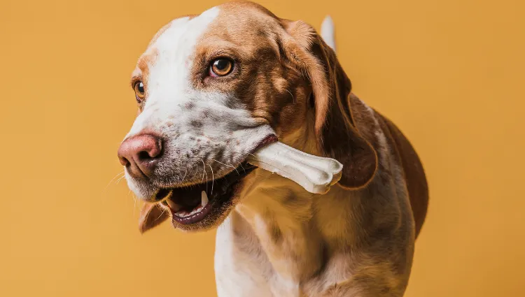 Os pets podem contrair Febre Maculosa?