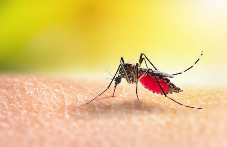Dengue tipo 3 pode fazer casos explodirem em 2025, alerta especialista