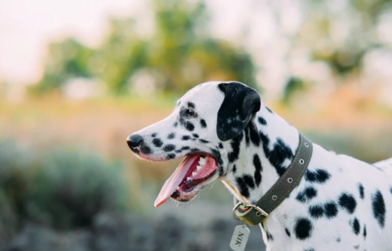 Plaquinhas de identificação pet: qual a importância?