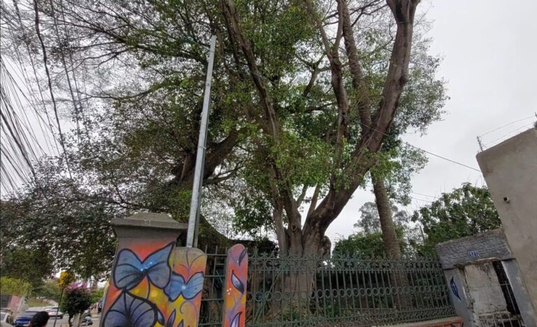 Figueira das Lágrimas: a árvore bicentenária que ouviu Dom Pedro soltar o grito da Independência