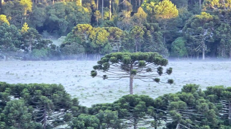 Clima atípico: geada surpreende na Serra Catarinense em pleno verão
