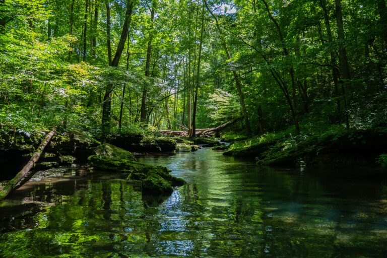 6 poemas brasileiros que transformam a natureza em versos do sertão à Mata Atlântica