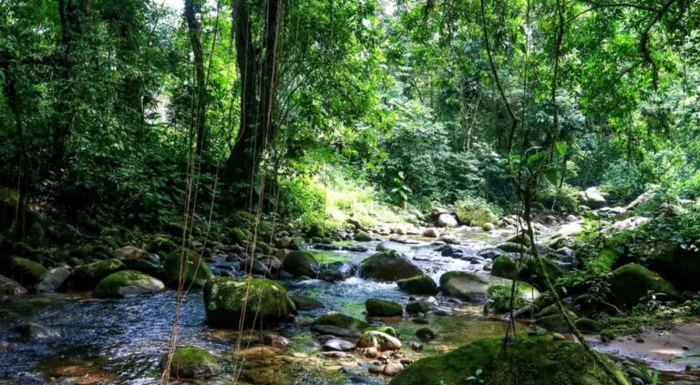 Desmatamento na Mata Atlântica tem pequena redução, mas ameaça persiste