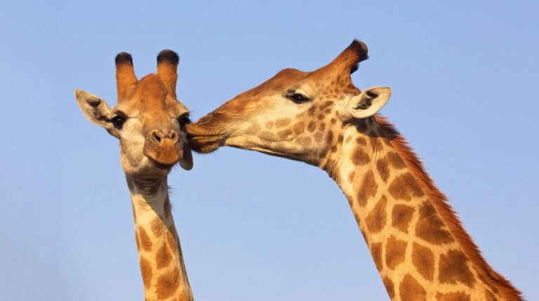 Adriana Rielo: “Filosofia da Girafa”